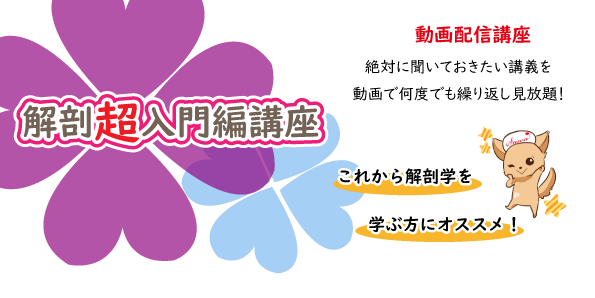 解剖超入門編講座