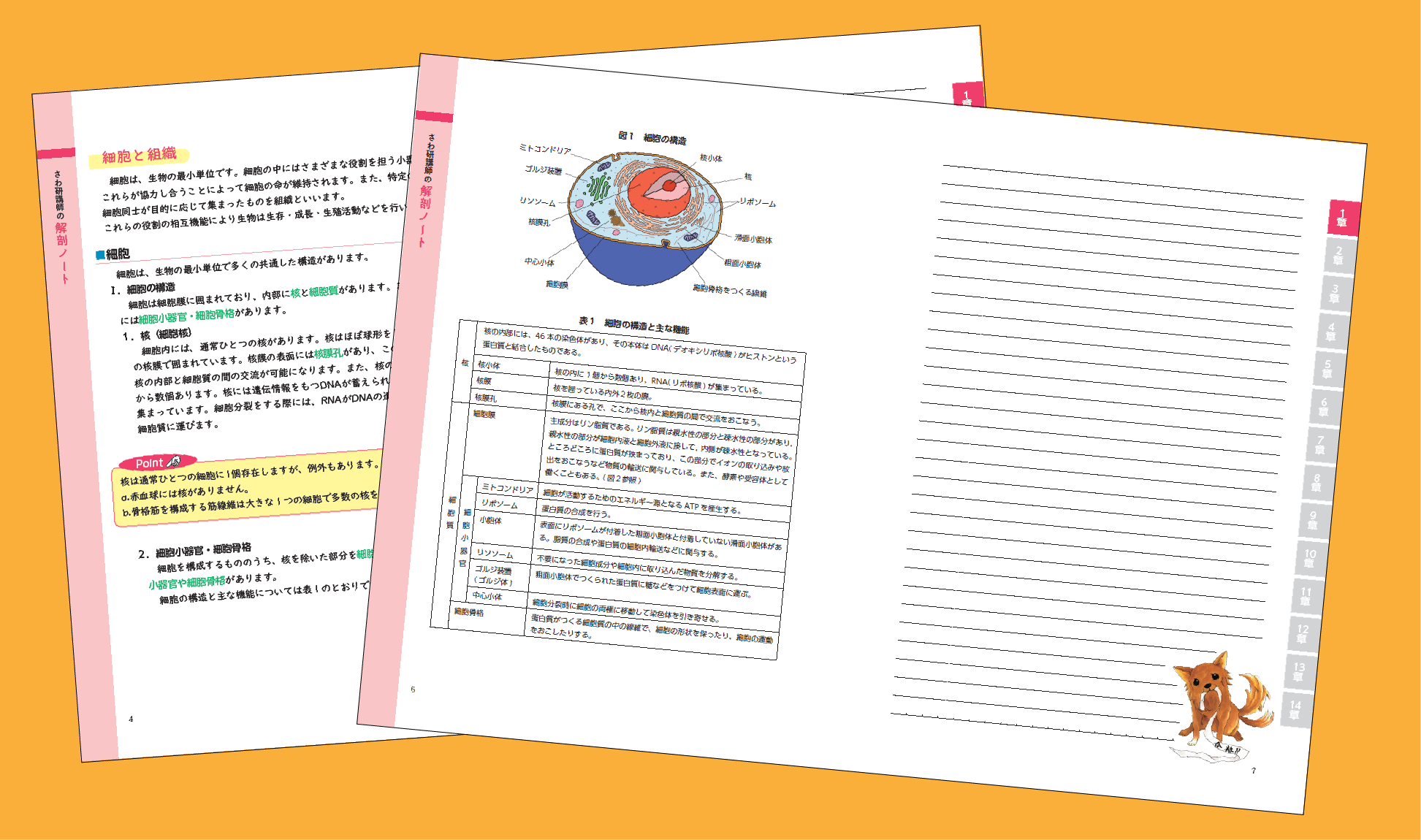 全編フルカラーで見やすい！