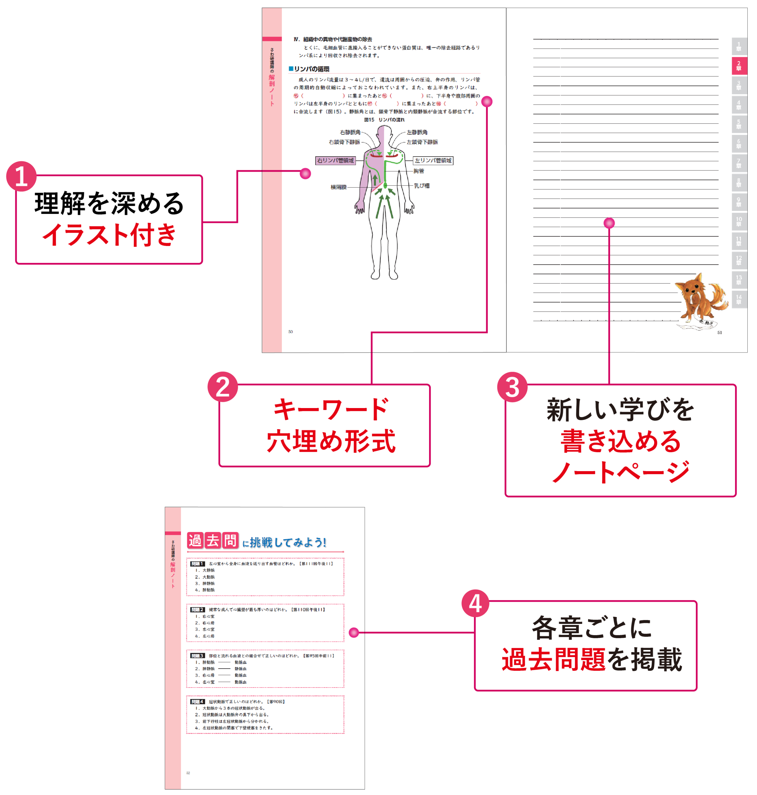 解剖ノートイラスト