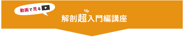 動画で見る_解剖超入門編講座